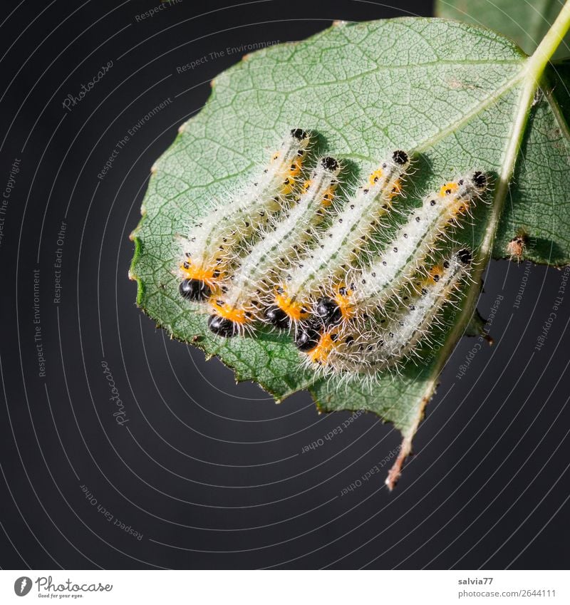 group snuggling Nature Plant Leaf Rachis Caterpillar Larva Insect Group of animals To feed Protection Together Colour photo Exterior shot