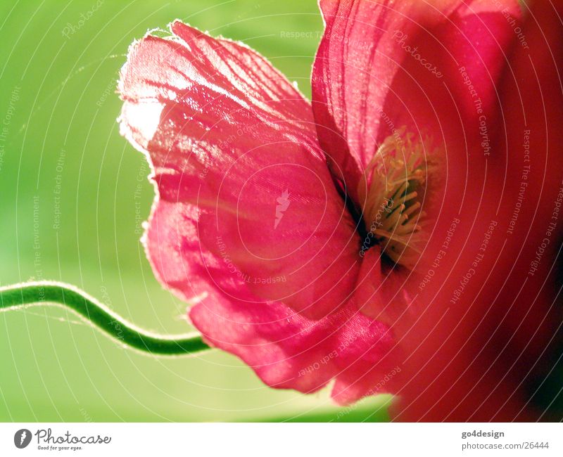 pinkmohn Blossom Flower Red Pink Green Spring Summer Nature