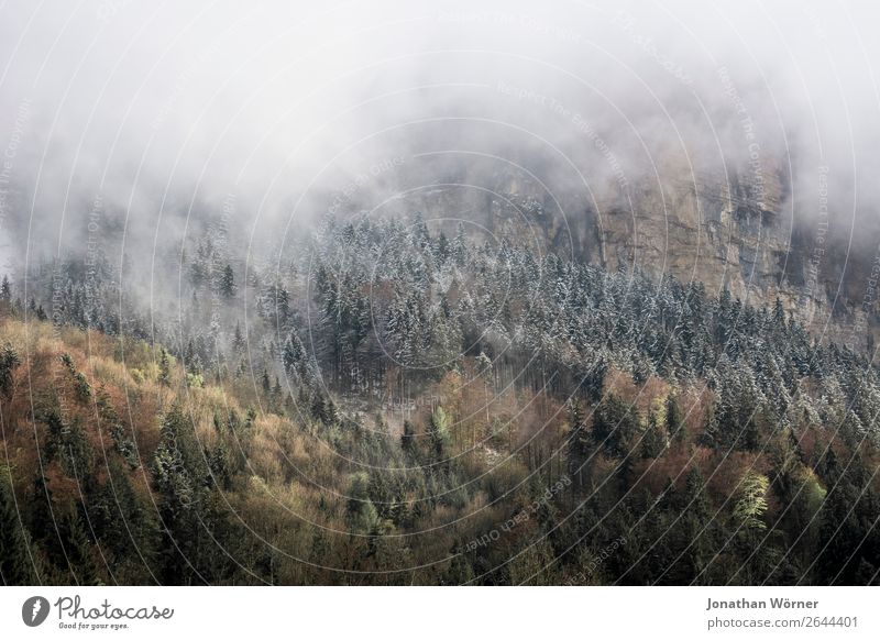 Autumn Mountains Environment Nature Landscape Plant Winter Fog Ice Frost Tree Forest Alps Freedom Leisure and hobbies Calm Colour photo Subdued colour