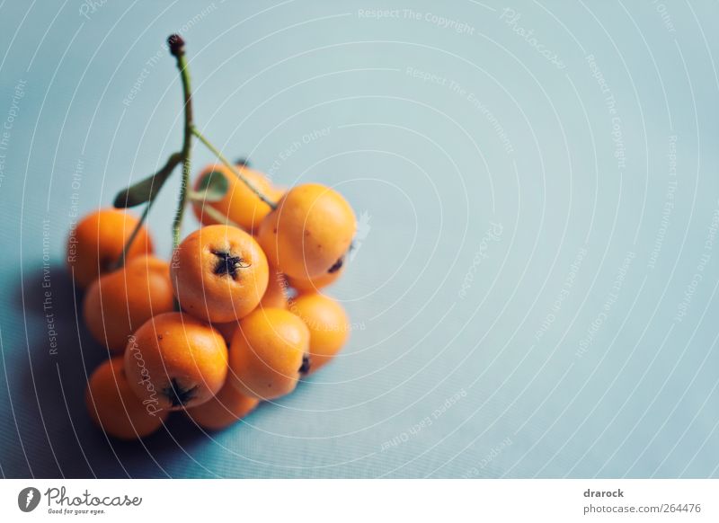 Just another berry Fruit Environment Nature Plant Exotic Growth Elegant Small Orange Green Blue Berries Berry bushes drarock Colour photo Interior shot Close-up