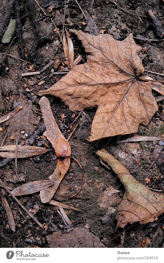 finally spring Autumn Leaf Shriveled Gloomy Ground Gray Monochrome Seed Earth Damp Brown Exterior shot Deserted Close-up Macro (Extreme close-up)