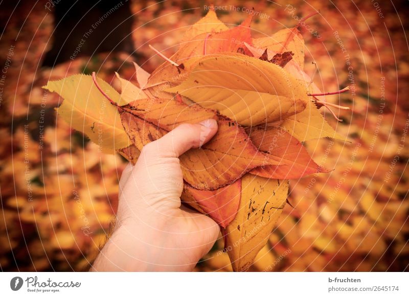 The colours of autumn Leisure and hobbies Hiking Garden Man Adults Hand Fingers Autumn Tree Leaf Park Forest Select Touch To hold on Looking Gold Orange