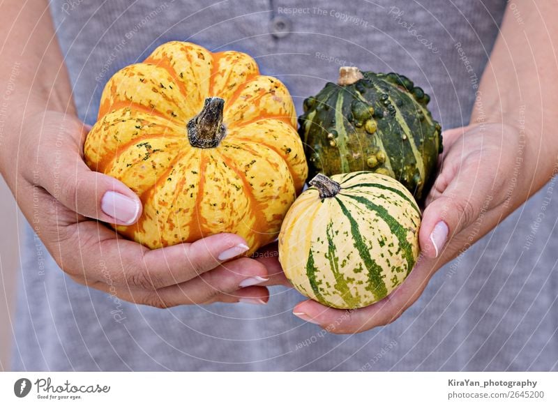 Happy Thanksgiving greeting card concept Vegetable Lifestyle Decoration Hallowe'en Woman Adults Hand Nature Autumn Small Yellow Pumpkin fall background orange