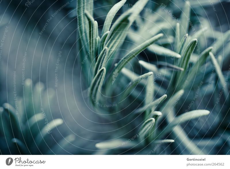 depth Nature Plant Agricultural crop Dark Green Lavender Profound Colour photo Close-up Detail Macro (Extreme close-up) Copy Space left Contrast