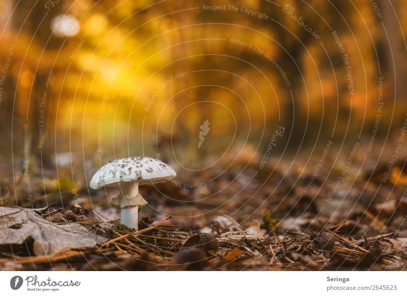 Single in the evening light Nature Landscape Plant Animal Sunrise Sunset Autumn Forest Growth Mushroom Colour photo Subdued colour Multicoloured Exterior shot