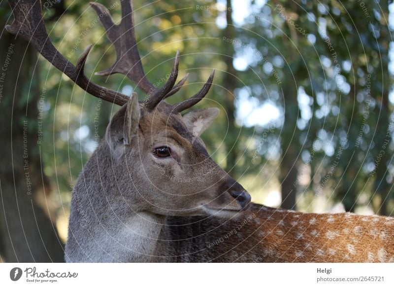 Portrait of a fallow deer looking back Environment Nature Landscape Plant Animal Autumn Beautiful weather tree Forest Wild animal Fallow deer 1 Looking Stand