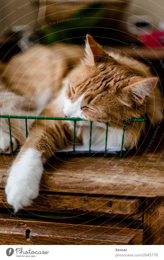 Cat in basket Lifestyle Harmonious Well-being Contentment Senses Relaxation Calm Leisure and hobbies Living or residing Flat (apartment) Office Desk Basket