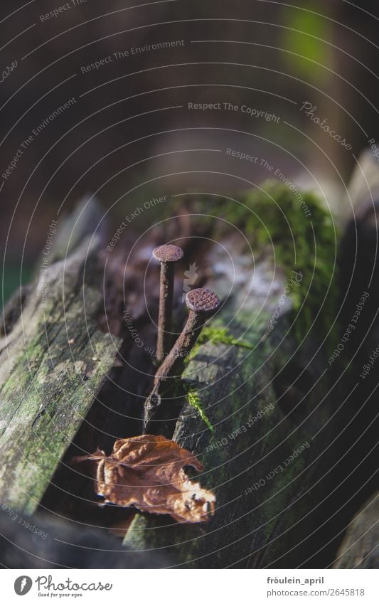 nailed Nature Moss Wood Rust Old Dark Portrait format Nail Branch Colour photo Exterior shot Copy Space top Day Shallow depth of field