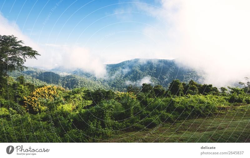 Khao Yai National Park Environment Nature Landscape Plant Animal Sky Clouds Climate Climate change Weather Beautiful weather Fog Tree Garden Forest