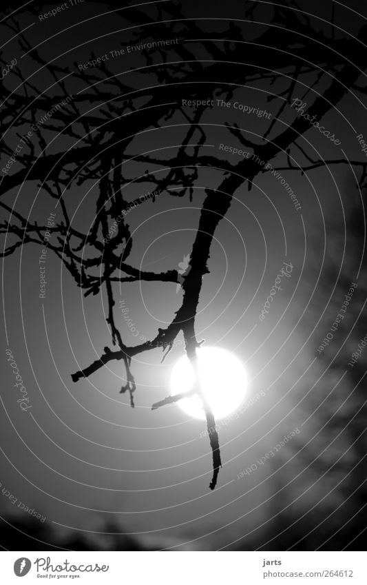 O Environment Nature Plant Sky Sun Moon Full  moon Tree Creepy Bright Natural Adventure Fear Calm Black & white photo Exterior shot Deserted Copy Space top