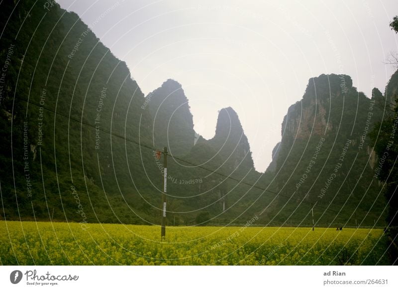 rapeseed Nature Landscape Canola Canola field Hill Rock Mountain karst region karst mountains Fog Colour photo Exterior shot Copy Space top Silhouette