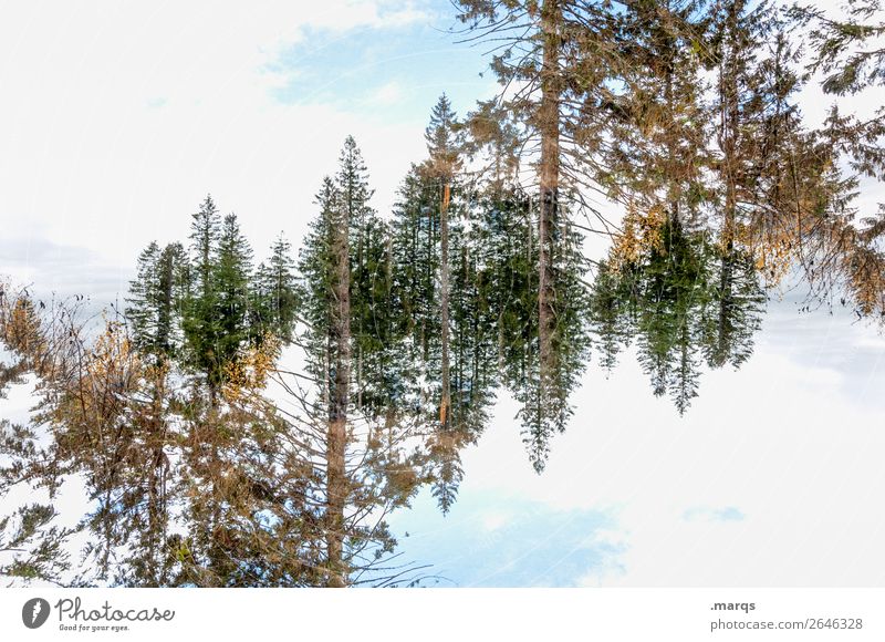 treetops Style Environment Nature Landscape Sky Clouds Beautiful weather Tree Forest Treetop Exceptional Crazy Surrealism Symmetry Irritation Double exposure