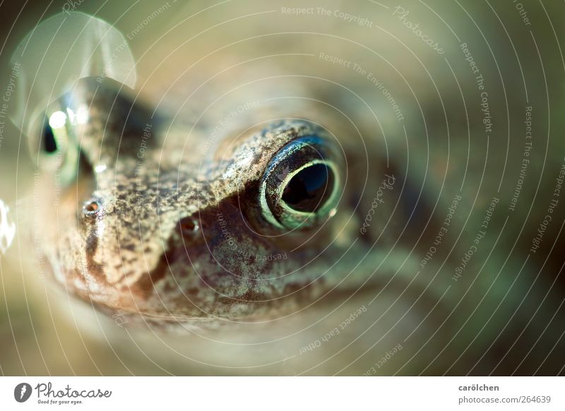 What are you looking at? Animal Wild animal Frog Frog eyes Frog Prince 1 Brown Green Painted frog Friendliness Smiling Eyes Macro (Extreme close-up)