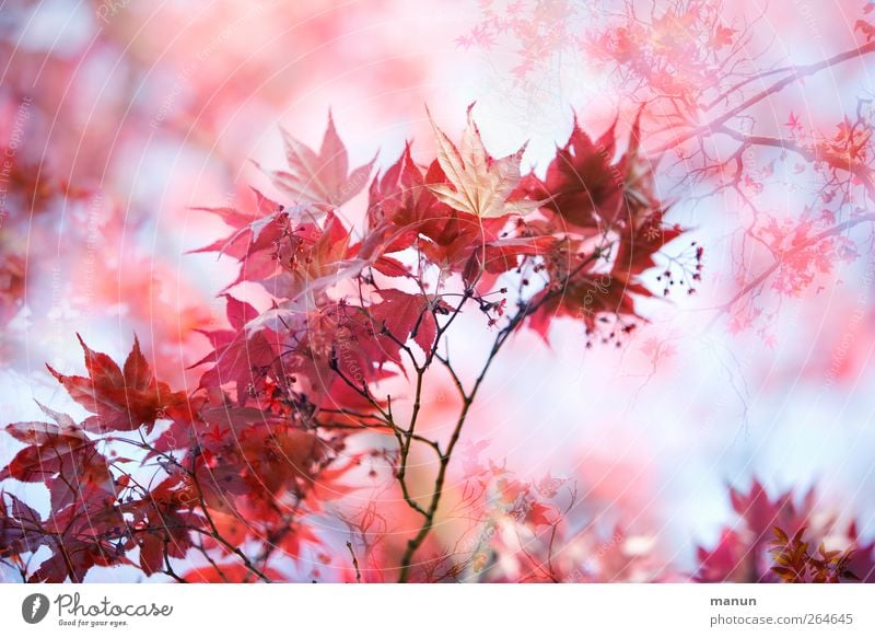 flowering maple Nature Spring Autumn Leaf Maple leaf Maple branch Maple tree Autumnal Autumnal colours Twigs and branches Natural Pink Red Spring fever