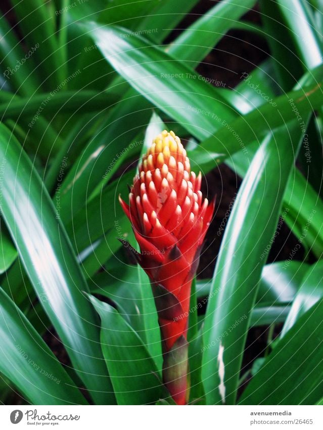 Blossom in the green Flower Leaf Green Red Exotic Nature