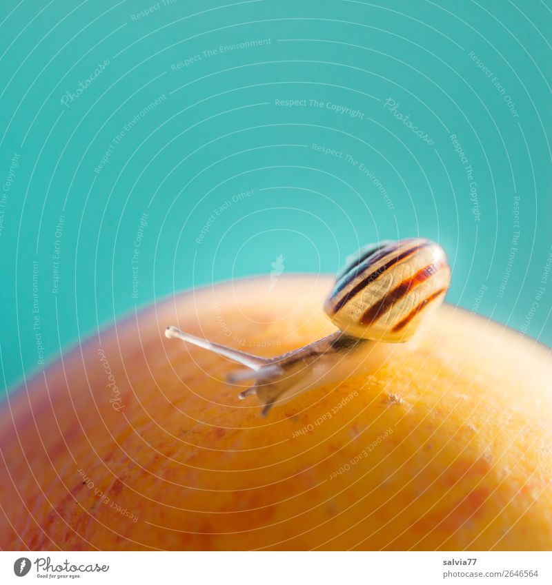 Apple exploration Fruit Nature Crumpet creep Feeler Animal Slowly Macro (Extreme close-up) Shallow depth of field Snail shell Small Healthy Vitamin-rich