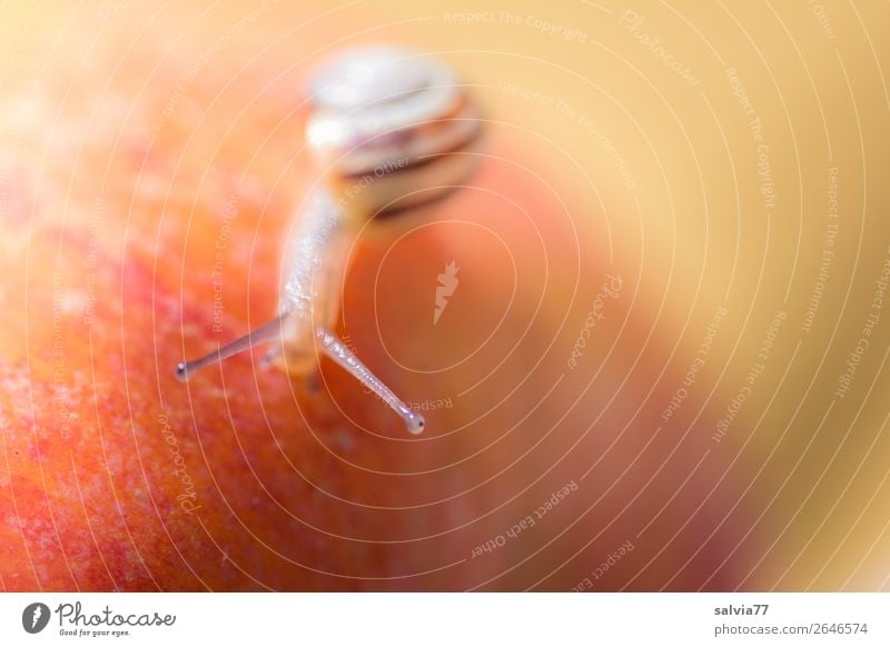 telescope eyes Environment Nature Autumn Animal Snail Speed Target Apple Feeler Crawl Slowly Goggle eyed Colour photo Exterior shot Close-up Detail