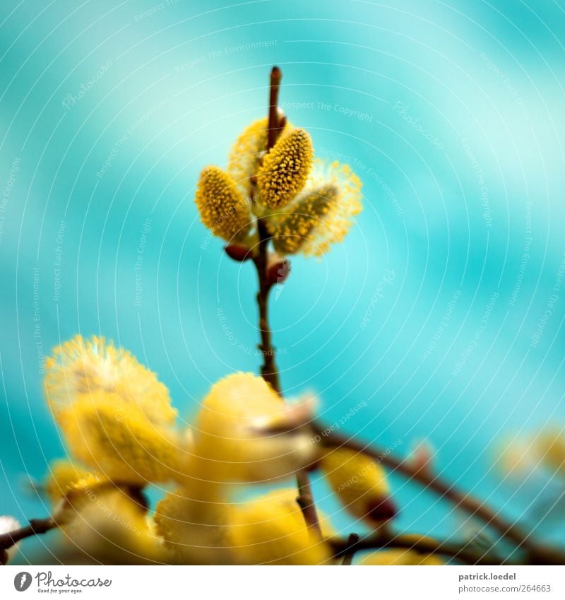 veronica Environment Nature Plant Spring Blossoming Fragrance Blue Yellow Turquoise Colour photo Multicoloured Exterior shot Close-up Copy Space left