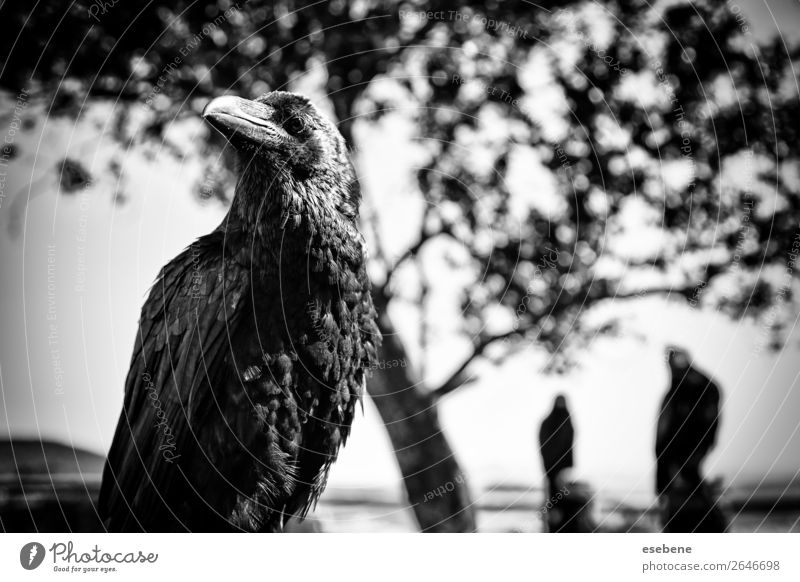 Black crow in nature, superstition and witchcraft Nature Animal Park Dead animal Bird Flying Stand Dark Bright Wild White Crow raven isolated corvus wildlife