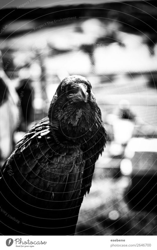 Black crow in nature, superstition and witchcraft Nature Animal Park Dead animal Bird Flying Stand Dark Bright Wild White Crow raven isolated corvus wildlife