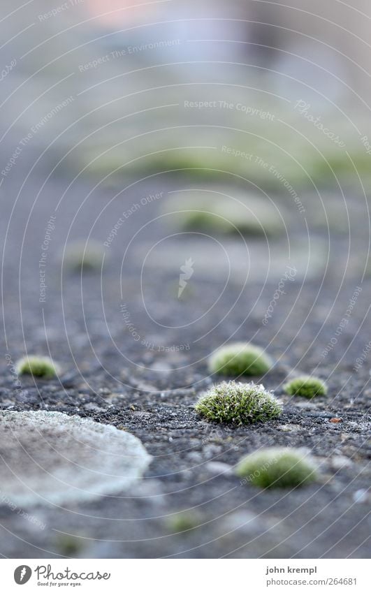 cosmos Moss Wall (barrier) Wall (building) Handrail Stone Concrete Growth Historic Round Gray Green Nostalgia Environmental pollution Transience Change Circle