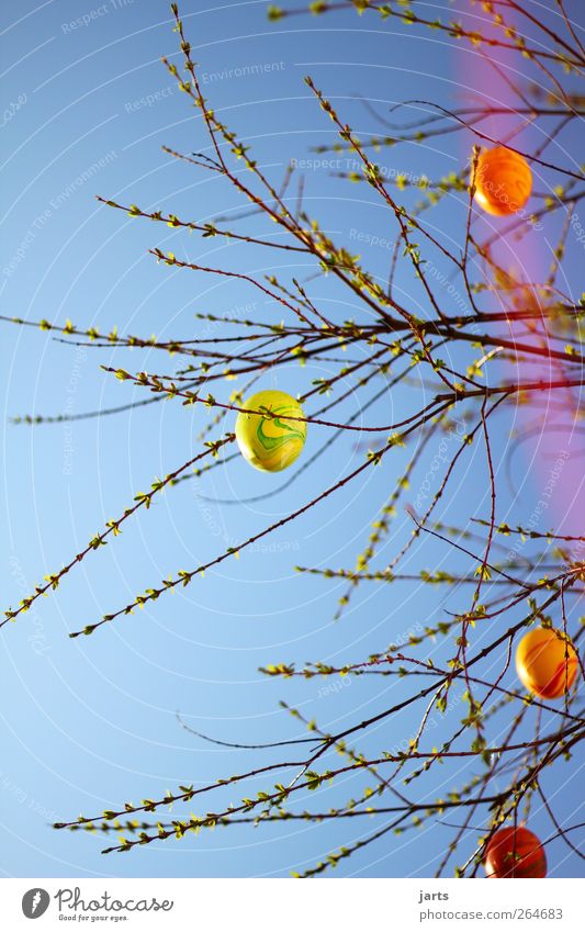 eijeijei Easter Sky Spring Tree Leaf Contentment Spring fever Anticipation Egg Easter egg Colour photo Multicoloured Exterior shot Deserted Copy Space top