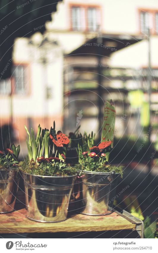 Nature in a potty Plant Sunlight Beautiful weather Pot plant Table Stalls and stands Markets Price tag Butterfly Day Light Shadow Shallow depth of field