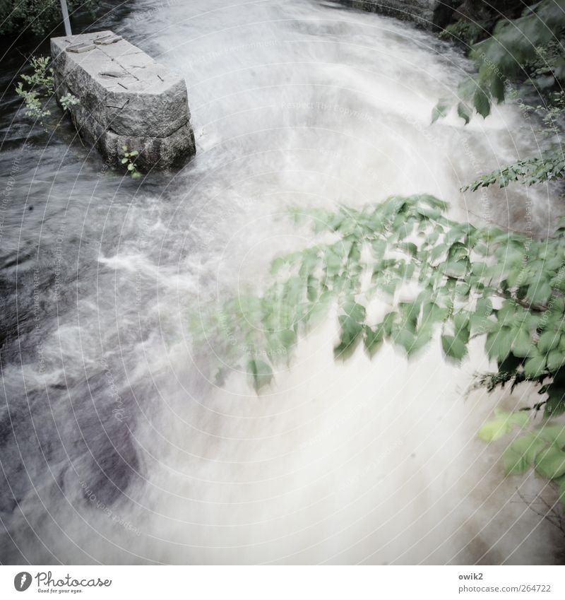 On the Canal Environment Nature Plant Water Climate Weather Wind Tree Leaf Transport Navigation Waterway Channel Waves Stone Movement Gigantic Wet Under Wild