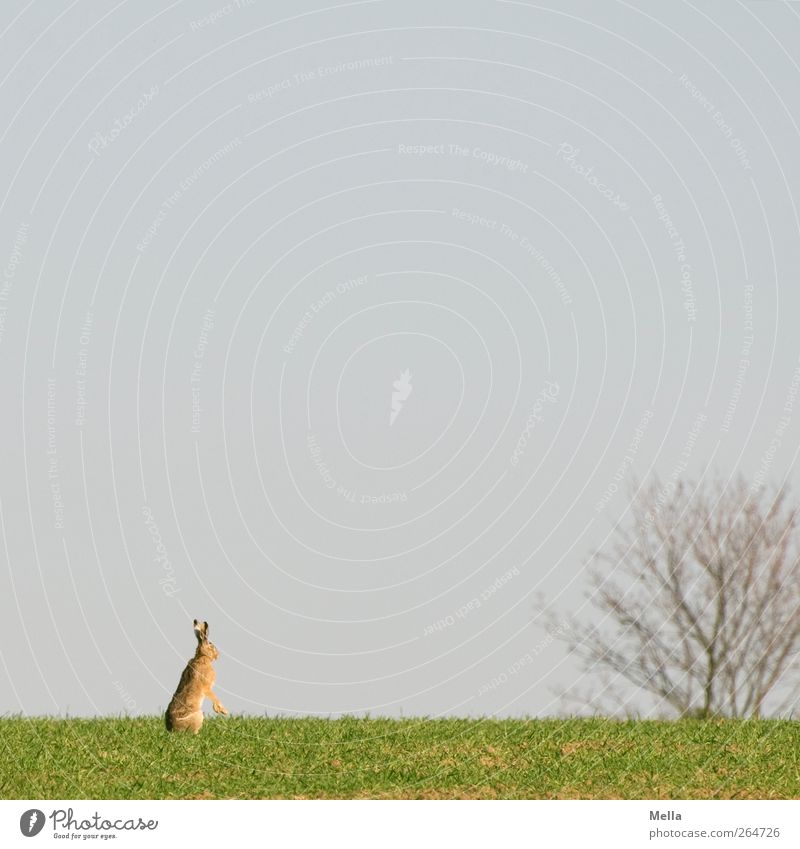 Where did I leave the eggs...? Easter Environment Nature Landscape Animal Spring Tree Meadow Field Wild animal Hare & Rabbit & Bunny 1 Looking Stand Free