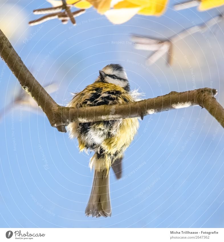 Blue Tit with a Plough Nature Animal Sky Sun Sunlight Beautiful weather Tree Wild animal Bird Animal face Wing Claw Metal coil Tit mouse Beak 1 Observe Movement