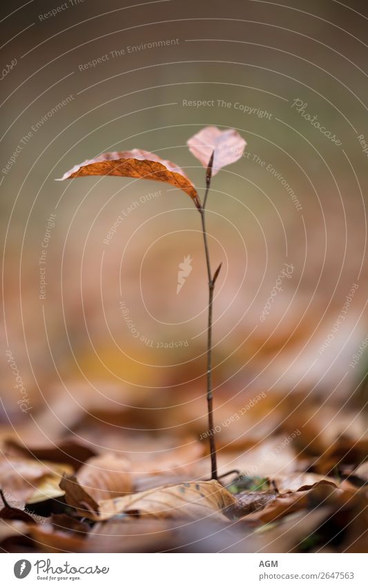 RENEWS Nature Plant Autumn Tree Leaf Leaf bud Forest Growth Thin Brown Joie de vivre (Vitality) Serene Calm Infancy Innocent Colour photo Subdued colour