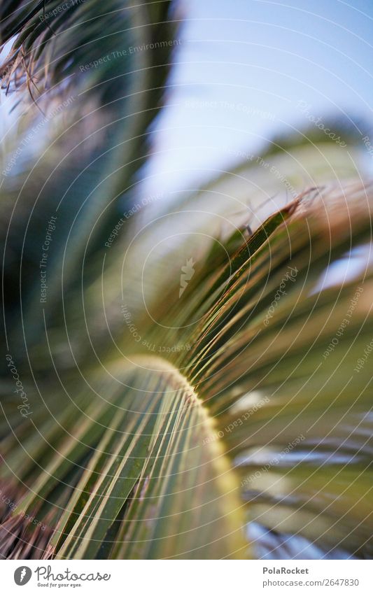 #AS# HolidayGreen Environment Nature Esthetic Summer Summer vacation Palm tree Palm frond Fuerteventura Summery Colour photo Subdued colour Exterior shot Detail