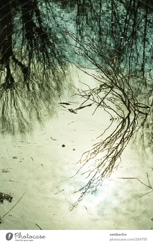 puddle Sun Gardening Plant Climate Climate change Weather Beautiful weather Leaf Park Coast Lakeside River bank Bay Bog Marsh Jump Good garden Hedge Garden plot