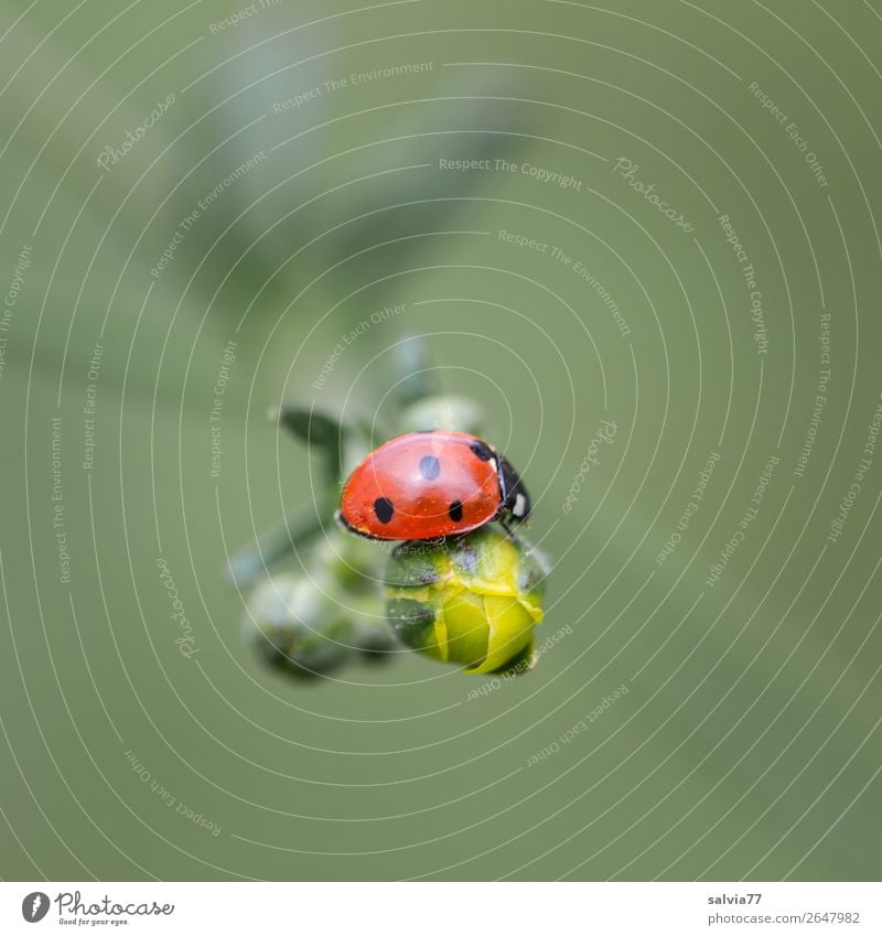 ladybugs Environment Nature Spring Plant Flower Leaf Bud Crowfoot Meadow Animal Beetle Seven-spot ladybird Insect Ladybird 1 Crawl Happy Colour photo