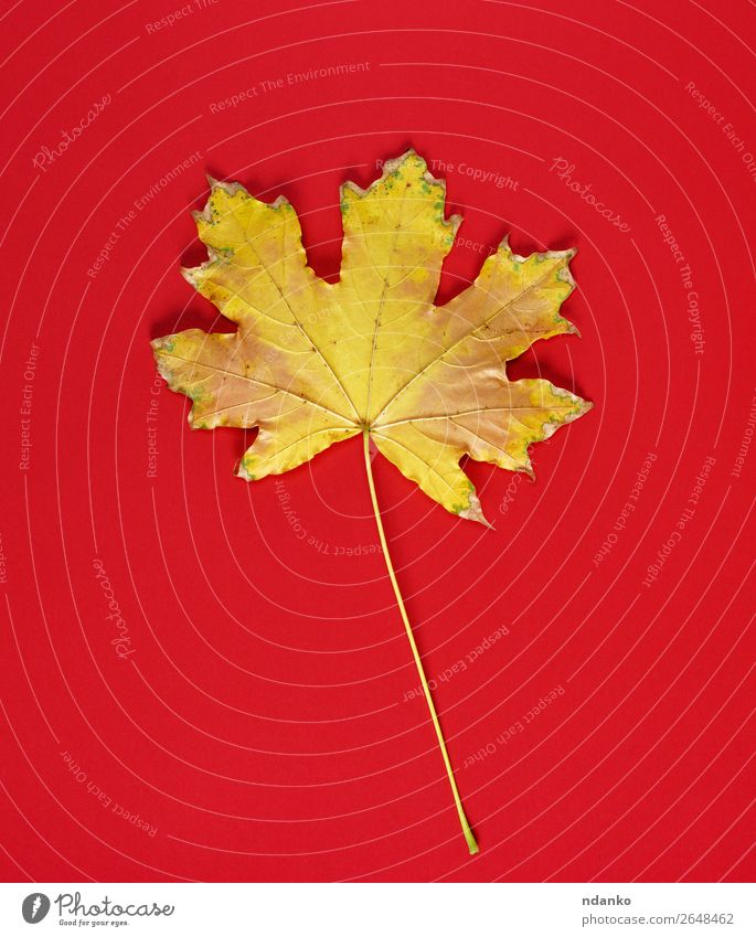 one yellow dry leaf of a maple on a red background Nature Plant Autumn Leaf Yellow Gold Red Moody Colour Autumnal copy fall frame November October orange