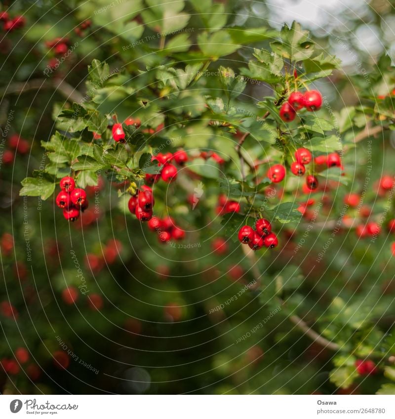 Red Berries Nature Plant Summer Bushes Garden Park Forest Green Berry bushes Leaf Fruit Rawanberry Contrast Complementary colour Colour photo Exterior shot