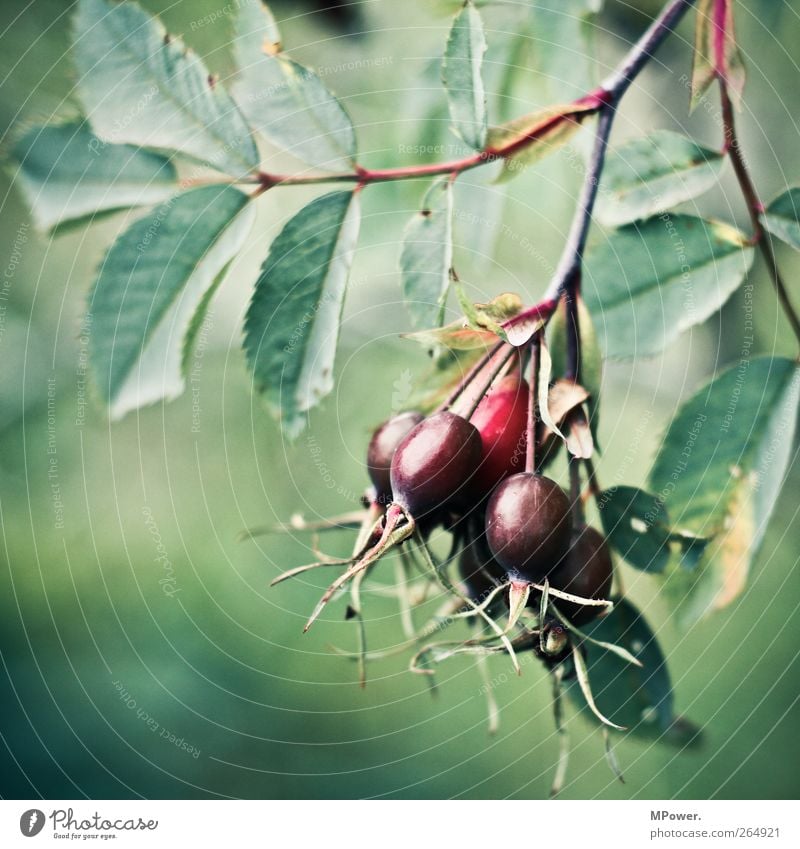 a bunch of rose hips Environment Nature Plant Animal Foliage plant Agricultural crop Green Red Fruit Rose hip Leaf Healthy Round Branch Vitamin-rich Tea Thorny