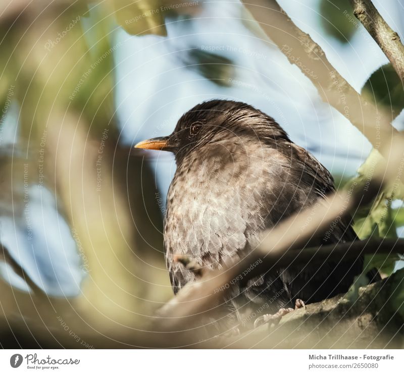 Blackbird in a tree Nature Animal Sun Sunlight Beautiful weather Tree Leaf Wild animal Bird Animal face Wing Claw Beak Feather 1 Observe Relaxation Looking Sit