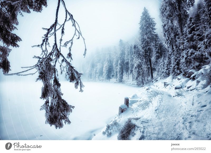 Go! Go! Nature Landscape Winter Bad weather Fog Ice Frost Snow Forest Lakeside Brook Lanes & trails Dark Cold Blue Black White Idyll Mummelsee Lake karsee