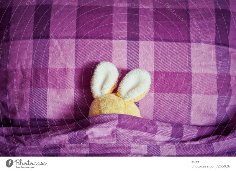 bedtime sweets Bed Easter Cuddly toy Sleep Small Funny Cute Yellow Violet Idea Creativity Easter Bunny Hare & Rabbit & Bunny Ear Bedclothes Cushion Oversleep