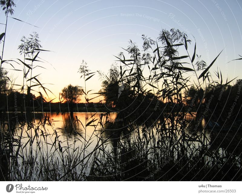 sunrise Lake Sunset Common Reed Horizon Water River Evening