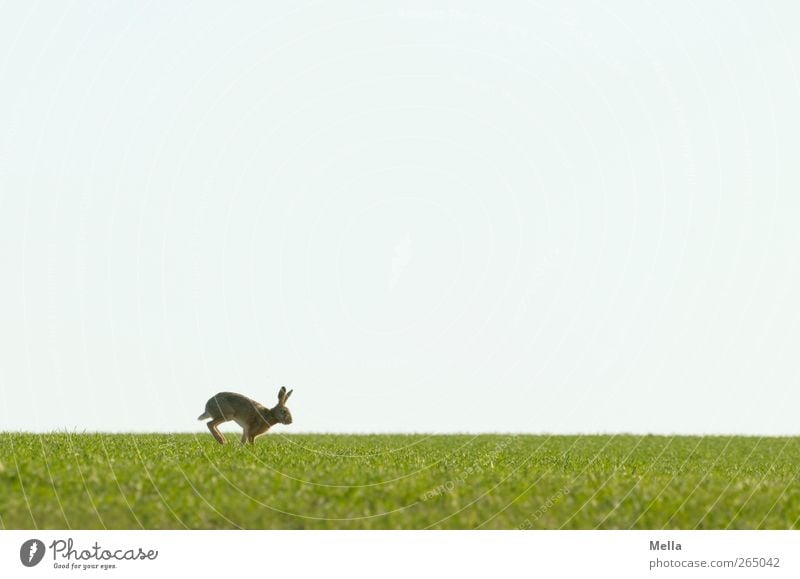 ... jump! Easter Easter Bunny Environment Nature Landscape Animal Spring Meadow Field Wild animal Hare & Rabbit & Bunny 1 Movement Walking Free Natural Cute