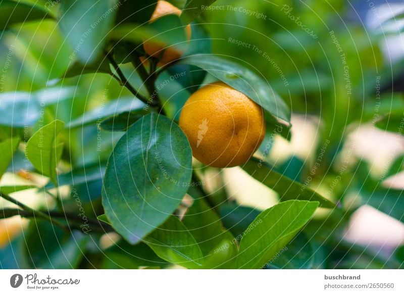 Lusatian clementine Fruit Orange Nutrition Breakfast Organic produce Summer Agriculture Forestry Health care Sun Plant Exotic Garden Eating Fragrance Fresh