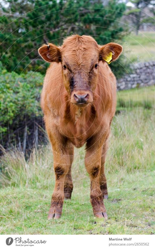 calf Environment Nature Animal Farm animal Cow Calf 1 Baby animal Europe Gorß Great Britain Scotland Guard Colour photo Exterior shot Day Animal portrait