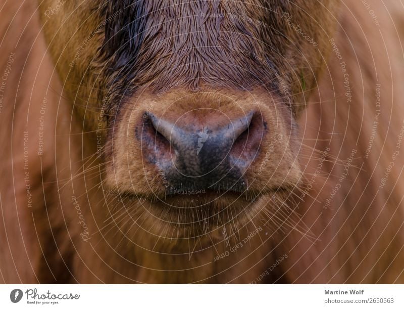 stubbles Environment Nature Animal Farm animal Animal face Cow Calf Brown Beautiful Europe Gorß Great Britain Scotland Muzzle Nose Beard hair Stubble Unshaven