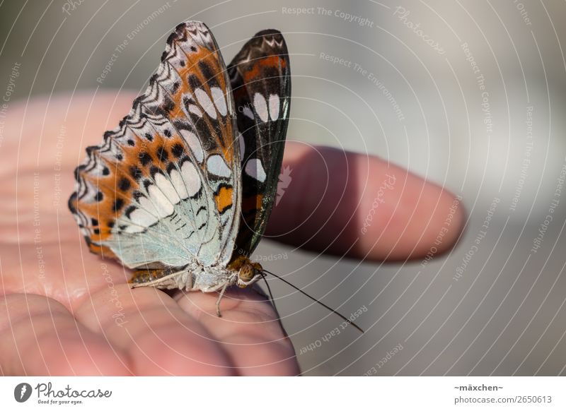 stopover Hand Nature Animal Butterfly Wing 1 Brown Multicoloured Gray Acceptance Trust Safety Safety (feeling of) Love of animals Macro (Extreme close-up) Near