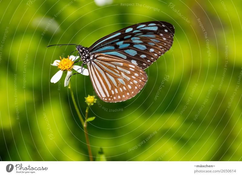 butterfly Nature Plant Animal Blossom Butterfly Wing 1 Relaxation To feed Sit Beautiful Near Blue Brown Multicoloured Green Macro (Extreme close-up) Detail