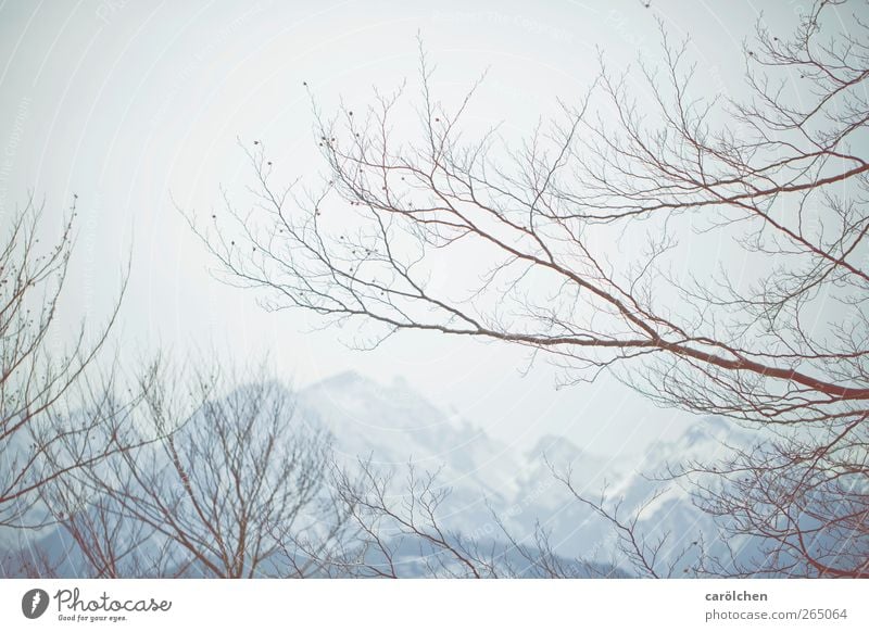 rest Environment Nature Landscape Winter Fog Alps Blue Gray Twig Mountain Leafless Delicate Elegant Simple Calm Colour photo Subdued colour Exterior shot