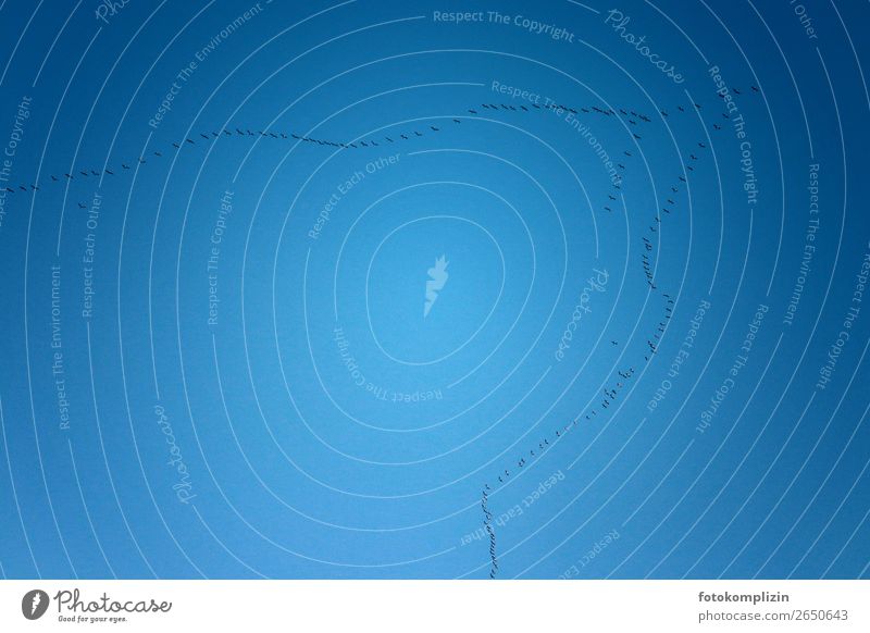 on to the south Sky Cloudless sky Autumn Animal Bird Gray lag goose Flock of birds Observe Flying Hiking Together Infinity Wild Blue Optimism Power Agreed