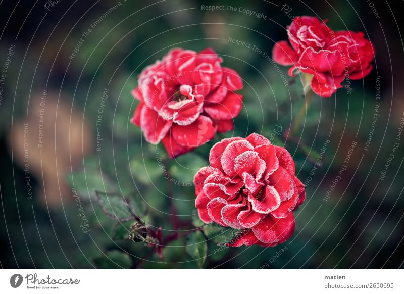 sugar rim Plant Winter Rose Leaf Blossom Freeze Dark Green Red White Sugar edge Blossoming Colour photo Subdued colour Exterior shot Close-up Copy Space left